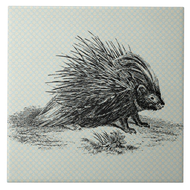 Azulejo De Cerâmica Ilustração Vintage Porcupine (Frente)