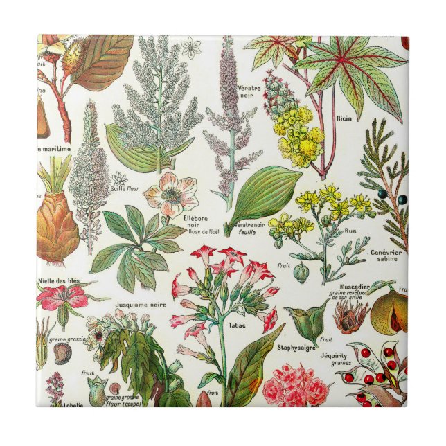 Azulejo De Cerâmica Ilustrações Botânicas  (Frente)