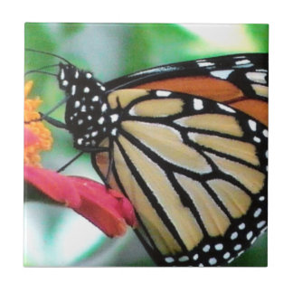 Azulejo De Cerâmica Imagem da Borboleta Monarch
