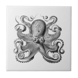 Azulejo De Cerâmica Imagem de polvo Negro por Ernst Haeckel