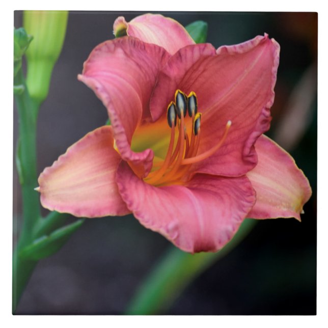 Azulejo De Cerâmica Imagem do Day Lily Macro (Frente)