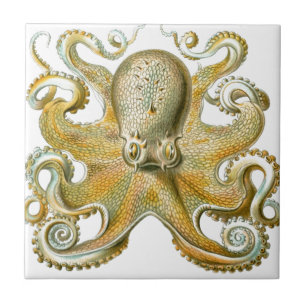 Azulejo De Cerâmica Imagem linda de polvo de Haeckel