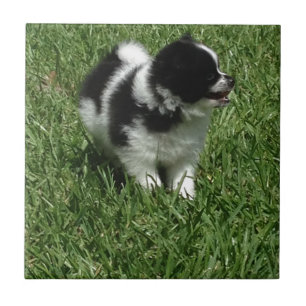 AZULEJO DE CERÂMICA IMG_0545.JPG