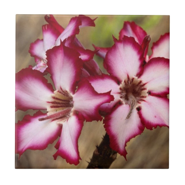 Azulejo De Cerâmica Impala Lily (Adenium Multiflorum), Kruger (Frente)