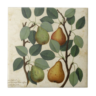 Azulejo De Cerâmica Impressão botânico da pera da fruta do vintage