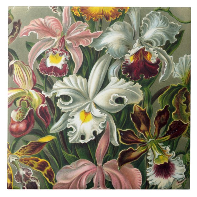Azulejo De Cerâmica Impressão da arte de Ernst Haeckel: Orchidae (Frente)