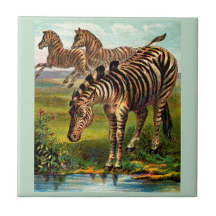 Azulejo De Cerâmica impressão de 1900 zebras