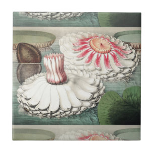 Azulejo De Cerâmica Impressão de Arte da Vitória Régia Antiga
