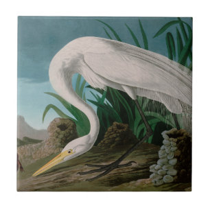 Azulejo De Cerâmica Impressão de Audubon, Aves Brancas de Herões da Am