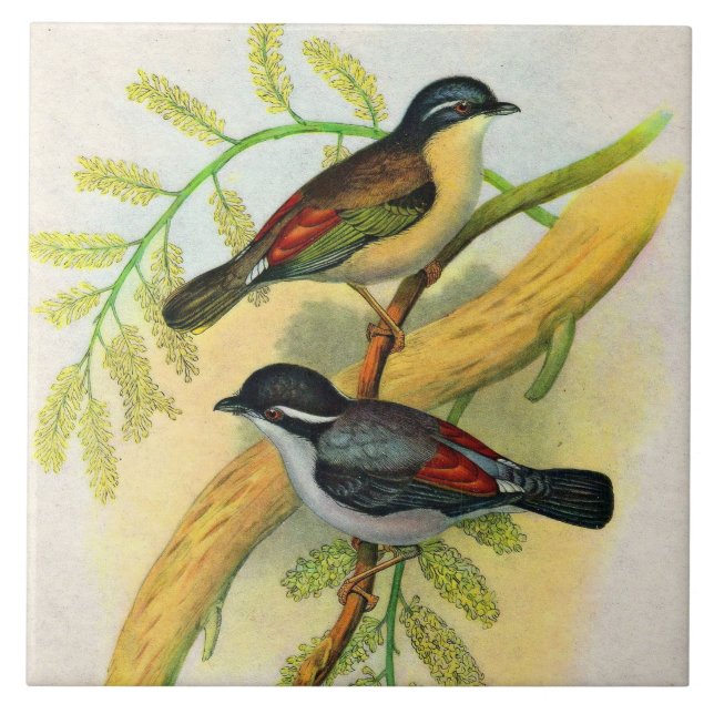 Azulejo De Cerâmica impressão de aves bonito (Frente)
