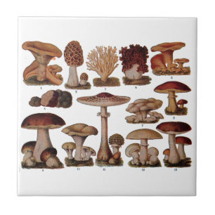 Azulejo De Cerâmica Impressão de Botânica da Família Vintage Mushroom