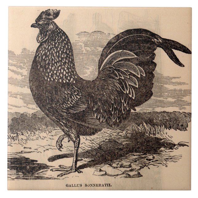 Azulejo De Cerâmica impressão de galo do século XIX (Frente)
