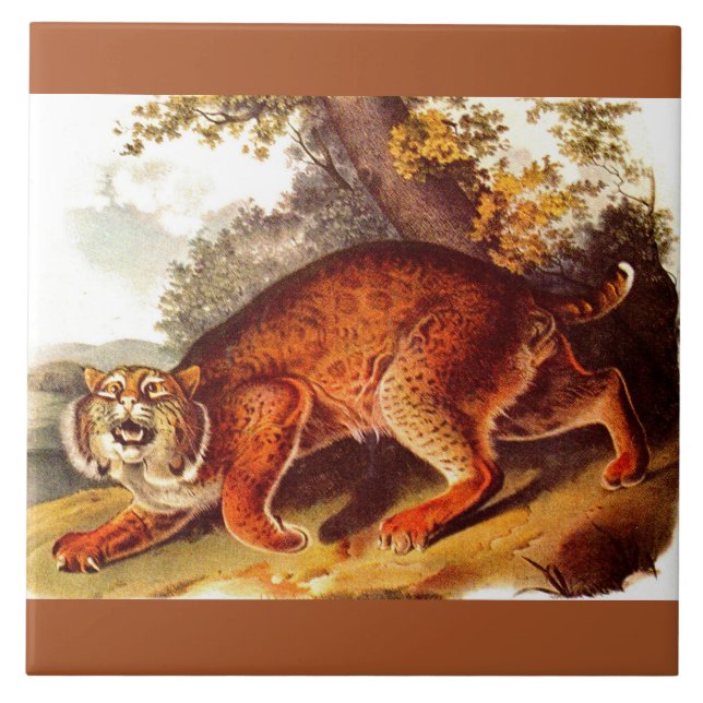 Azulejo De Cerâmica impressão de lince do século XIX (Frente)