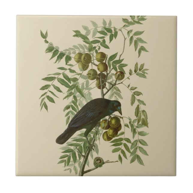 Azulejo De Cerâmica Impressão de Pássaro Grackle Roxo de Audubon Vinta (Frente)