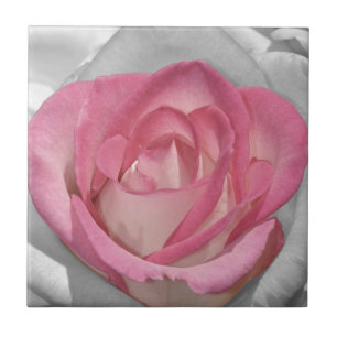 Azulejo De Cerâmica Impressão de rosa vintage rosa