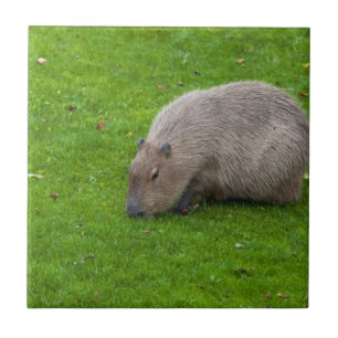 Azulejo De Cerâmica Incrível Animal Capivara