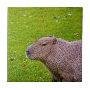 Azulejo De Cerâmica Incrível Animal Capivara