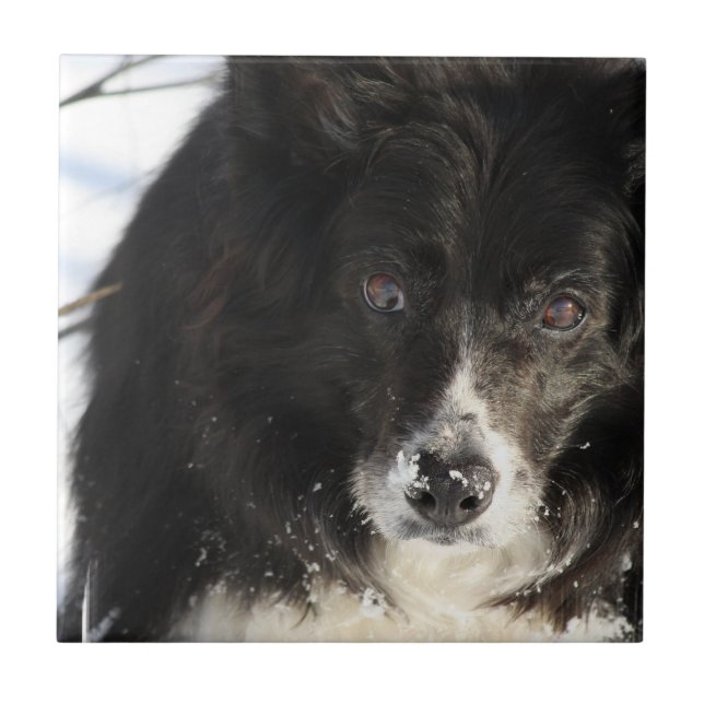 Azulejo De Cerâmica indeterminado (Frente)