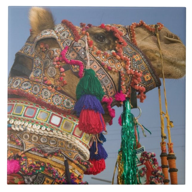 Azulejo De Cerâmica ÍNDIA, Rajasthan, Pushkar: FEIRA DE CAMELÔS DE PUS (Frente)