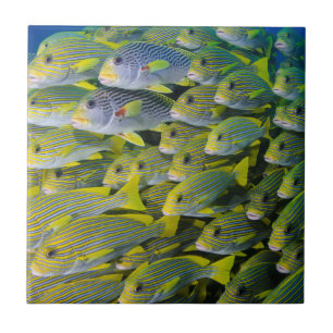 Azulejo De Cerâmica Indonésia. Escolando Peixes