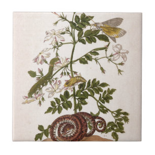 Azulejo De Cerâmica Insectorum Surinamensium da metamorfose