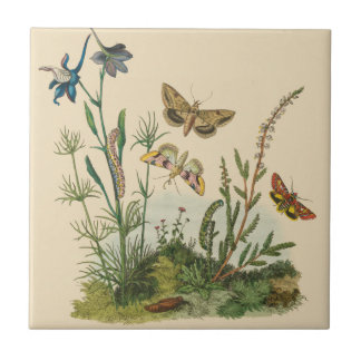 Azulejo De Cerâmica Insetos de Jardim Antigos, Borboletas, Lagartas