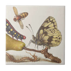 Azulejo De Cerâmica Insetos de Jardim, Mosca, Lagarta, Pera, Centopéia