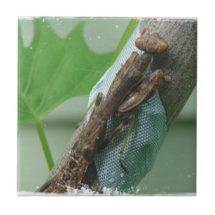 Azulejo De Cerâmica Insetos de Oração de Mantis