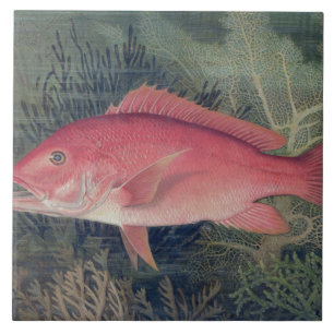 Azulejo De Cerâmica Instantâneo Vermelho, de 'Peixes de Jogo dos Esta