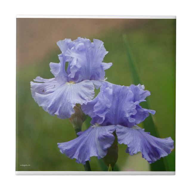 Azulejo De Cerâmica Iris Delight (Frente)