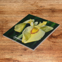 Iris Floral Amarelo Japonês