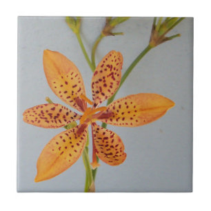 Azulejo De Cerâmica Íris manchada laranja chamada um lírio de