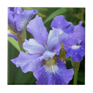 Azulejo De Cerâmica Iris roxa
