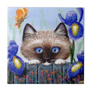 Azulejo De Cerâmica Íris Siamese engraçadas do gato Burmese de Ragdo