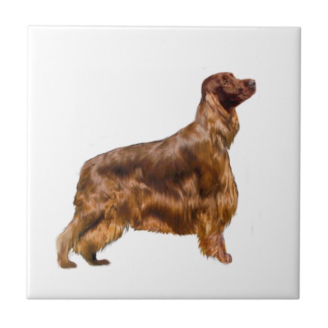 Azulejo De Cerâmica Irish Setter (Frente)