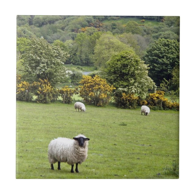 Azulejo De Cerâmica Irlanda Ocidental, Península de Dingle (Frente)