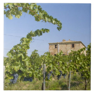 Azulejo De Cerâmica Itália, Toscana, Montepulciano. Uvas prontas