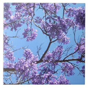 Azulejo De Cerâmica Jacaranda Blossoms