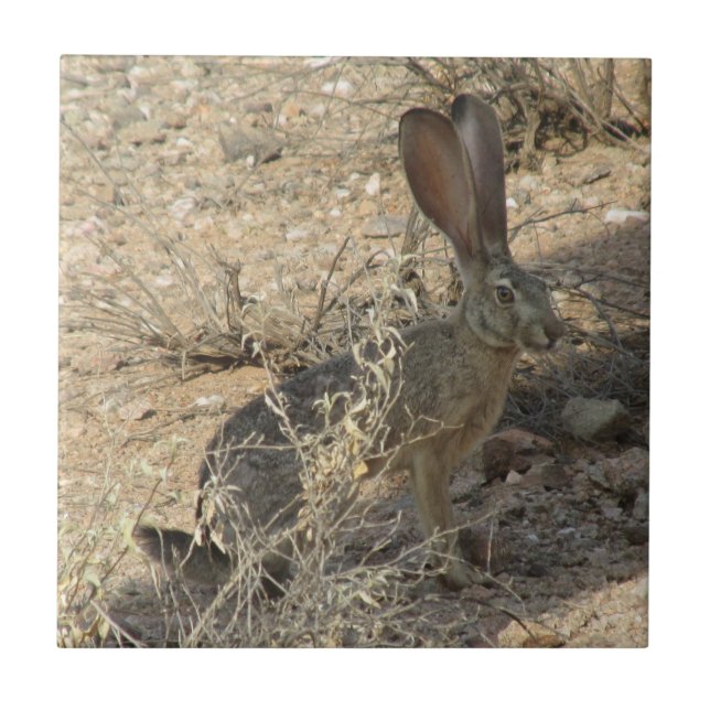 Azulejo De Cerâmica Jackrabbit de cauda negra (Frente)