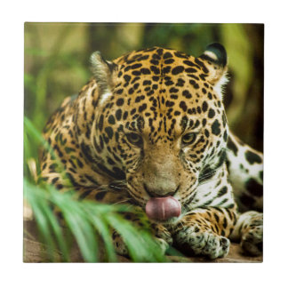 Azulejo De Cerâmica Jaguar