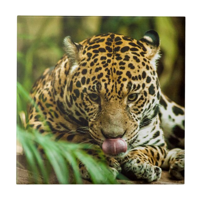 Azulejo De Cerâmica Jaguar (Frente)