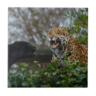 Azulejo De Cerâmica Jaguar Growth
