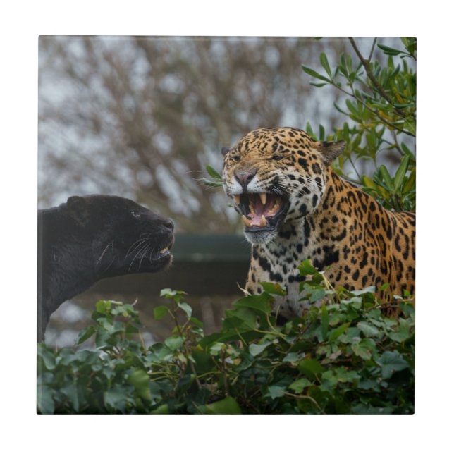 Azulejo De Cerâmica Jaguar Growth (Frente)