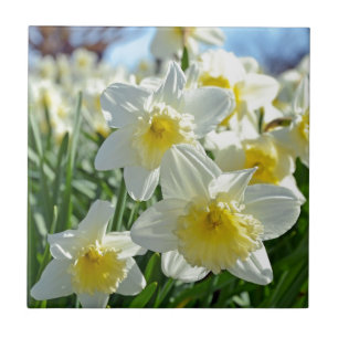 Azulejo De Cerâmica Jardim amarelo e branco bonito dos daffodils