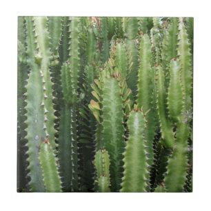 Azulejo De Cerâmica Jardim Cactus
