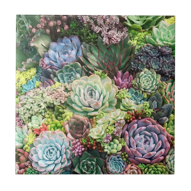 Azulejo De Cerâmica Jardim de Suculentos Coloridos (Frente)