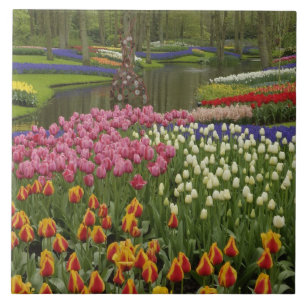 Azulejo De Cerâmica Jardim de tulipas e jacintos, Jardins Keukenhof,