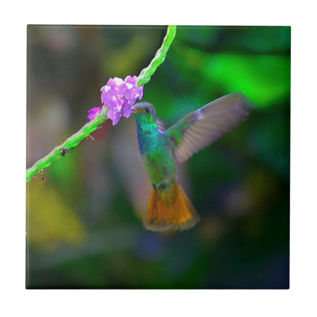 Azulejo De Cerâmica Jardim do colibri (Frente)