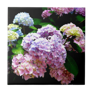 Azulejo De Cerâmica Jardim Hydrangea, rosa, azul, floral roxo