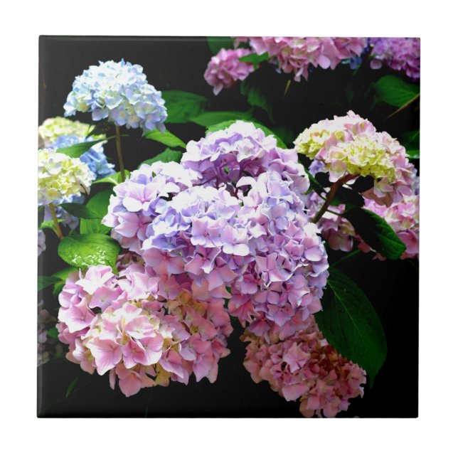 Azulejo De Cerâmica Jardim Hydrangea, rosa, azul, floral roxo (Frente)